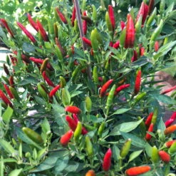 Blu Bio Chili 'Thai Chili F1', Topf-Ø 15 Cm, 3er Set 14 Blu Bio Chili 'Thai Chili F1', Topf-Ø 15 Cm, 3er Set -Stilvolles Gartenmöbelgeschäft 1620330133 Blu Bio Thai Chili T15 3er Set mit Fruechte 3 124313