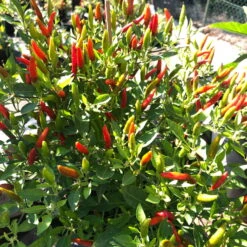 Blu Bio Chili 'Thai Chili F1', Topf-Ø 15 Cm, 3er Set 18 Blu Bio Chili 'Thai Chili F1', Topf-Ø 15 Cm, 3er Set -Stilvolles Gartenmöbelgeschäft 1620330133 Blu Bio Thai Chili T15 3er Set mit Fruechte 7 124317