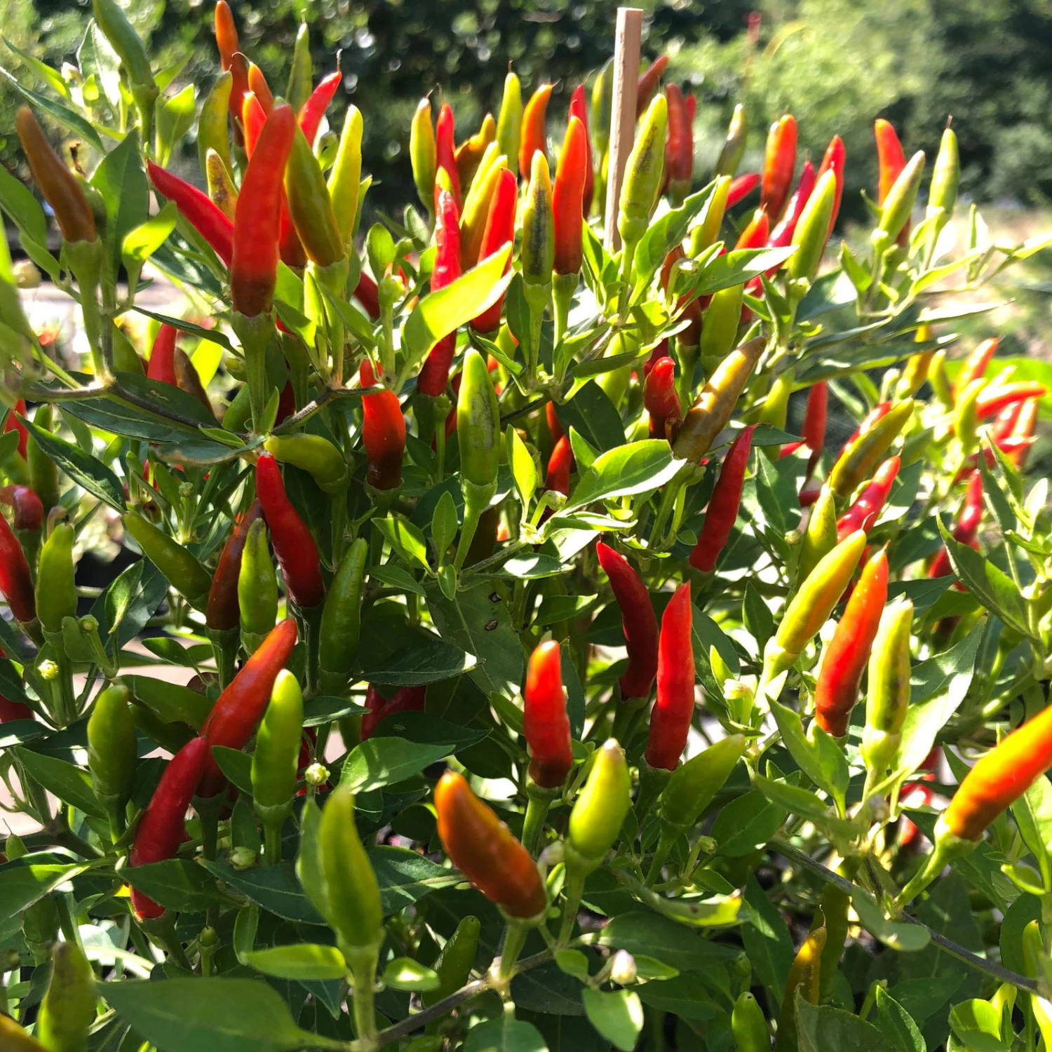 Blu Bio Chili 'Thai Chili F1', Topf-Ø 15 Cm, 3er Set 1 Blu Bio Chili 'Thai Chili F1', Topf-Ø 15 Cm, 3er Set