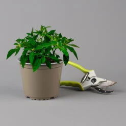 Blu Bio Chili 'Thai Chili F1', Topf-Ø 15 Cm, 3er Set 16 Blu Bio Chili 'Thai Chili F1', Topf-Ø 15 Cm, 3er Set -Stilvolles Gartenmöbelgeschäft 1620330133 Blu Bio Thai Chili T15 3er Set mit Fruechte 124315