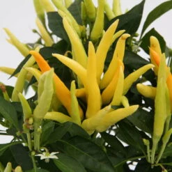 Blu Bio Paprikapflanze 'Paprikaños', Topf-Ø 15 Cm, 3er Set -Stilvolles Gartenmöbelgeschäft 1620330135 Blu Bio Paprikanos T15 3er Set mit Fruechte 3 124323