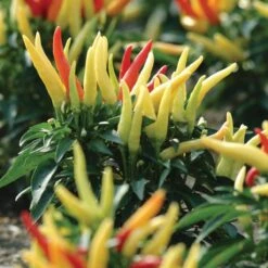 Blu Bio Paprikapflanze 'Paprikaños', Topf-Ø 15 Cm, 3er Set -Stilvolles Gartenmöbelgeschäft 1620330135 Blu Bio Paprikanos T15 3er Set mit Fruechte 5 124325