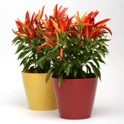 Blu Bio Paprikapflanze 'Paprikaños', Topf-Ø 15 Cm, 3er Set -Stilvolles Gartenmöbelgeschäft 1620330135 Blu Bio Paprikanos T15 3er Set mit Fruechte 6 124324