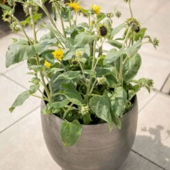 Pflanzgefäß 'Rowen', Silber, Ø 38 X H 30 Cm 13 Pflanzgefäß 'Rowen', Silber, Ø 38 X H 30 Cm -Stilvolles Gartenmöbelgeschäft 3210801625 3210801626 3210801627 3210801628 Pflanzgefaess Rowen silber 6 115002