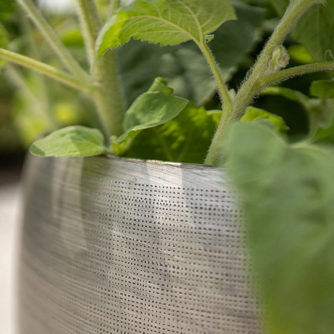 Pflanzgefäß 'Rowen', Silber, Ø 38 X H 30 Cm 3 Pflanzgefäß 'Rowen', Silber, Ø 38 X H 30 Cm – Bild 3