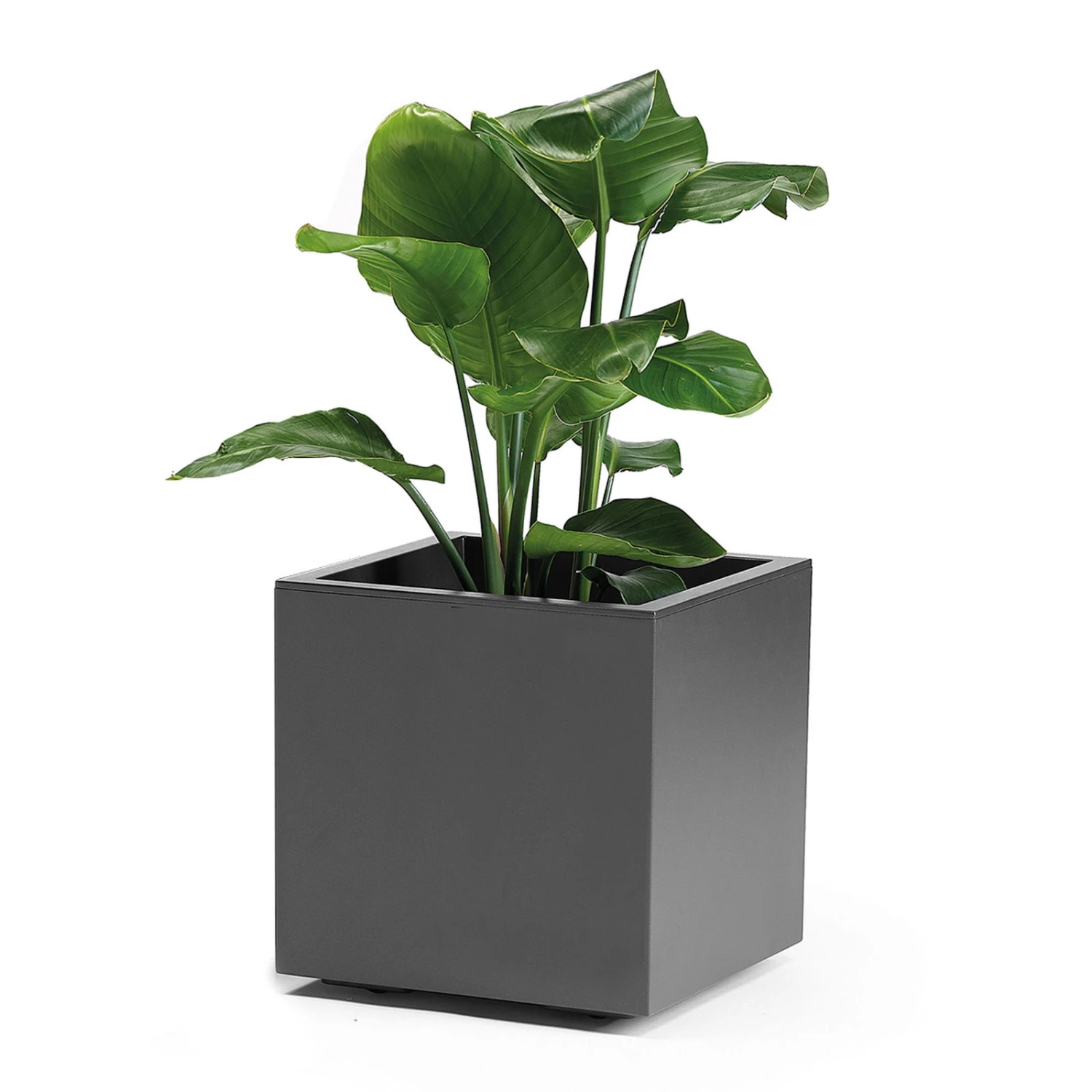 Pflanzkasten 'Kebe', Anthrazit, 35 Liter, 39,5 X 39,5 X 39,5 Cm 1 Pflanzkasten 'Kebe', Anthrazit, 35 Liter, 39,5 X 39,5 X 39,5 Cm