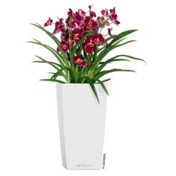 LECHUZA Cubico Premium 40, Weiß Hochglanz, All-in-One-Set, 40 X 40, H:75 Cm 7 LECHUZA Cubico Premium 40, Weiß Hochglanz, All-in-One-Set, 40 X 40, H:75 Cm -Stilvolles Gartenmöbelgeschäft 3325100114 CubicoPremium22 weiss All in One Set 22x22x41cm RGB 2 7572