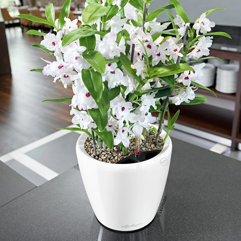 LECHUZA Classico Premium LS, All-in-One-Set, Weiß Hochglanz, Ø 21 Cm, H:20 Cm 1 LECHUZA Classico Premium LS, All-in-One-Set, Weiß Hochglanz, Ø 21 Cm, H:20 Cm