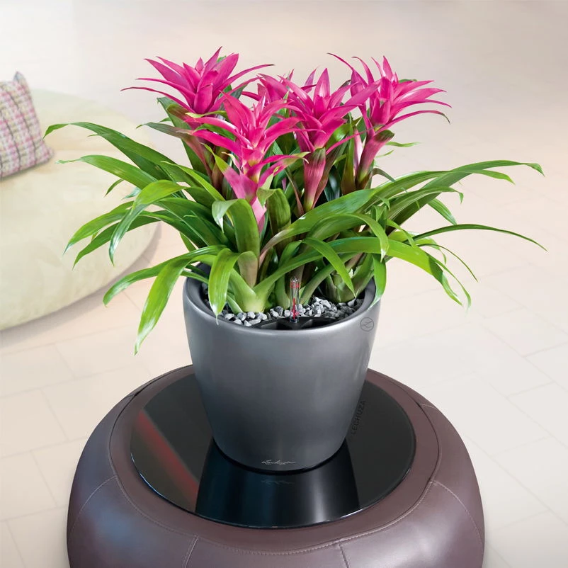 LECHUZA Classico Premium LS, All-in-One-Set, Anthrazit-metallic, Ø 28 Cm H:26 Cm 1 LECHUZA Classico Premium LS, All-in-One-Set, Anthrazit-metallic, Ø 28 Cm H:26 Cm