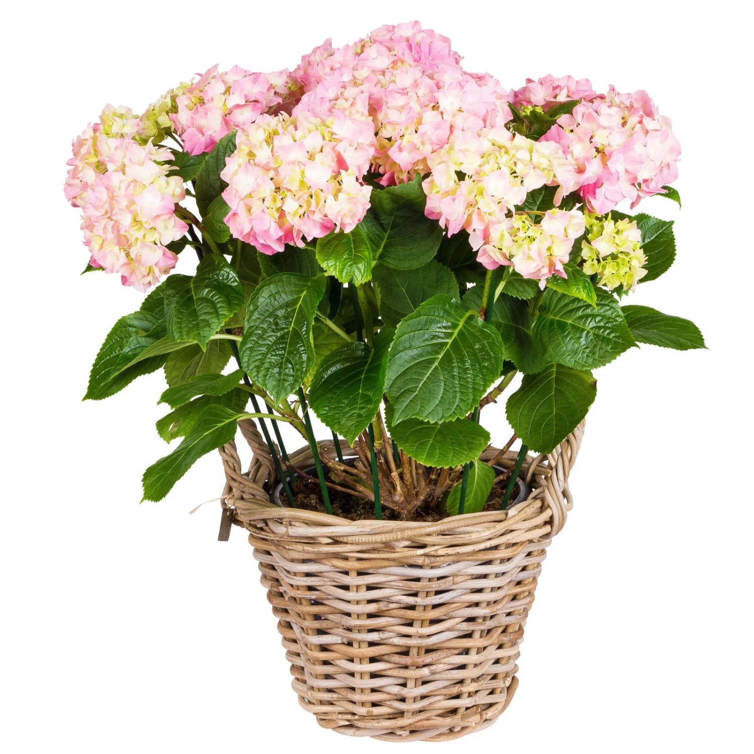 Pflanzkorb Aus Rattan Mit Folieneinsatz In Grau, Ø 35 H: 25 Cm 2 Pflanzkorb Aus Rattan Mit Folieneinsatz In Grau, Ø 35 H: 25 Cm – Bild 2