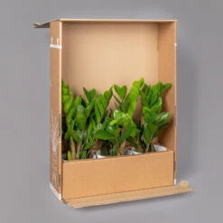 Philodendron 'Brasil' In Keramiktopf Dallas Weiß, Topf-Ø 12 Cm, 3er-Set -Stilvolles Gartenmöbelgeschäft B2 02 Karton Sets mit Keramik 2 126160 1